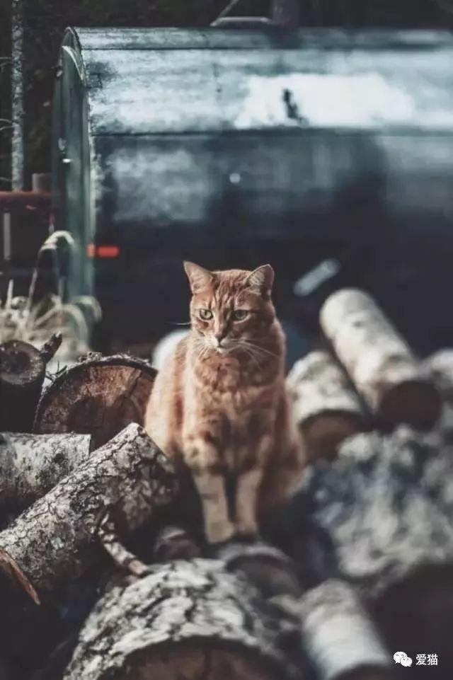 研究称养猫能防癌，好处真太多了！
