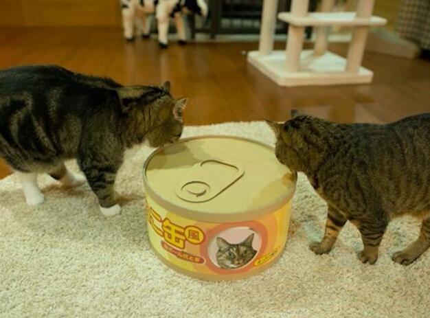 两只猫咪真是塑料姐妹花，可再好的友情也经不起一个窝考验！