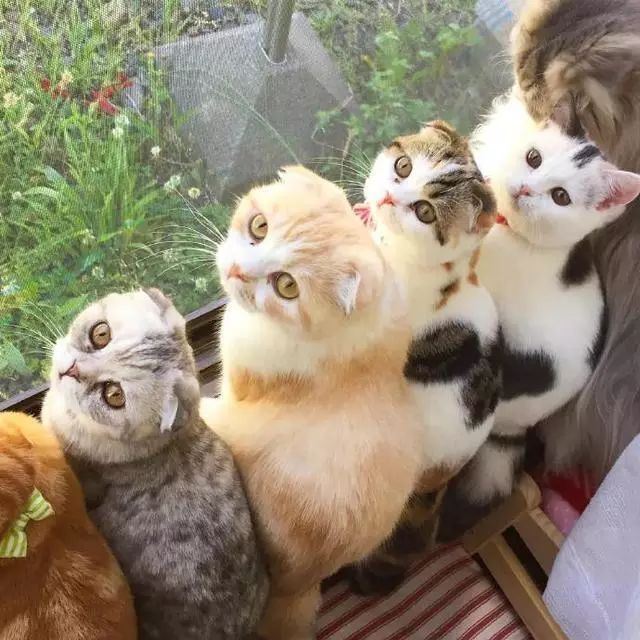 连只猫都没有，你还想进入上流社会？