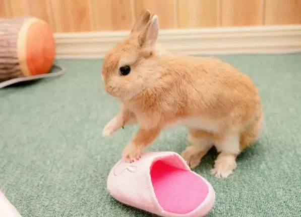 日本这位铲屎官一口气养了8只兔兔，每一只都萌得不可思议